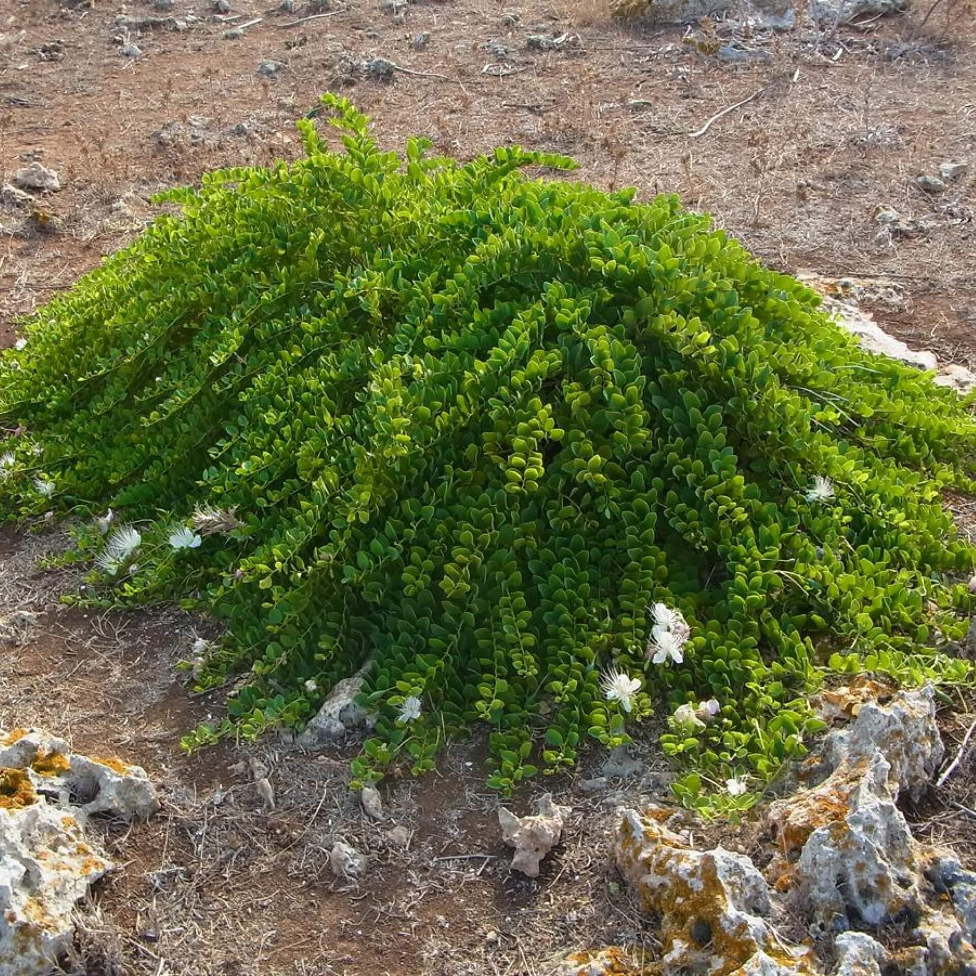 Echter Kapernstrauch (Capparis spinosa)