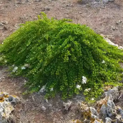 Foto von Echter Kapernstrauch (Capparis spinosa)