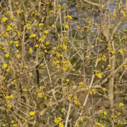 Foto von Kornelkirsche 'Golden Glory' (Cornus mas 'Golden Glory')