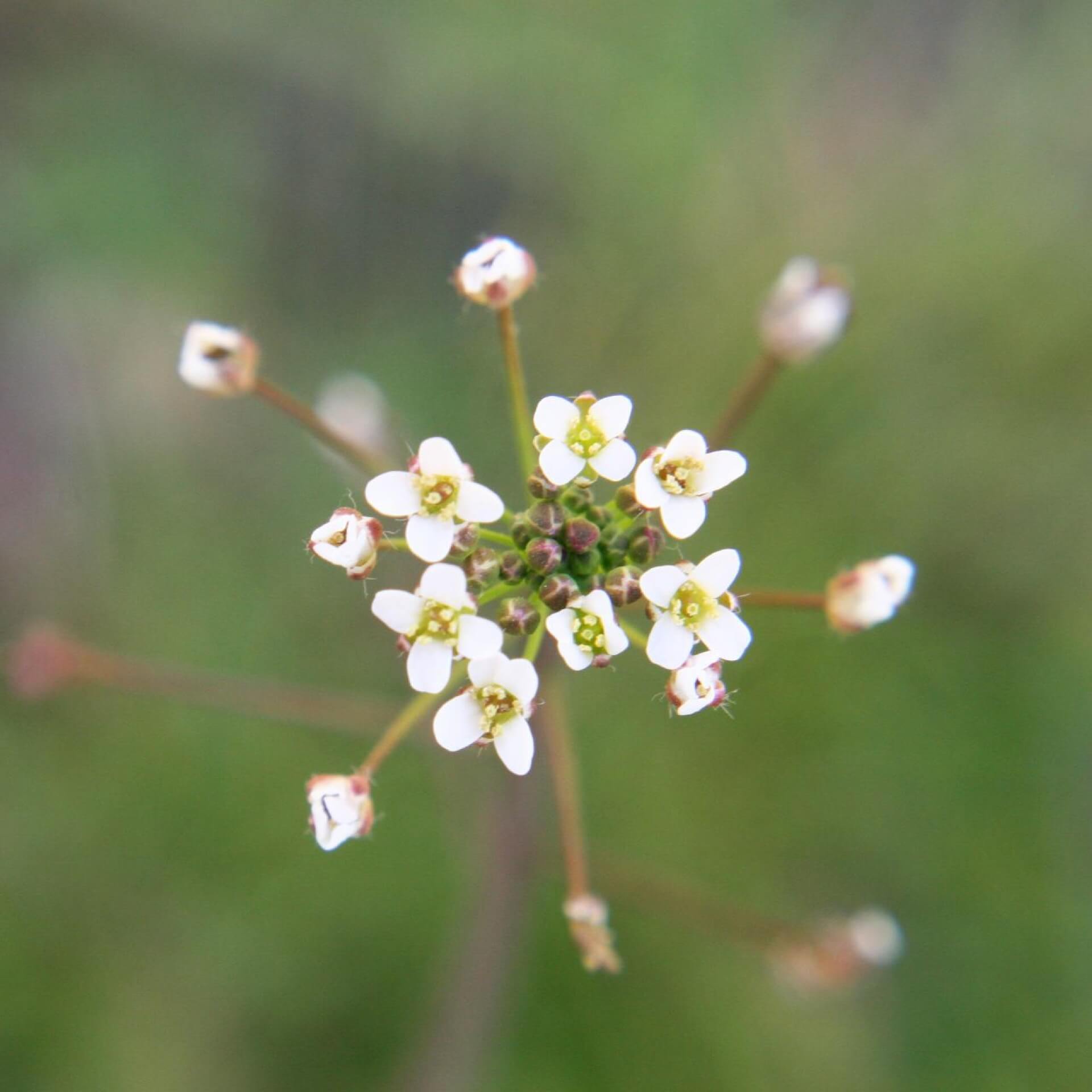 Gewöhnliches Hirtentäschel (Capsella bursa-pastoris)