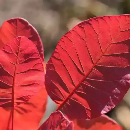 Foto von Perückenstrauch 'Old Fashioned' (Cotinus coggygria 'Old Fashioned')