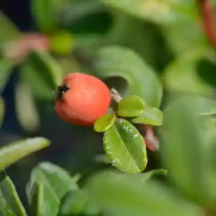 Foto von Teppich-Zwergmispel 'Coral Beauty' (Cotoneaster dammeri 'Coral Beauty')