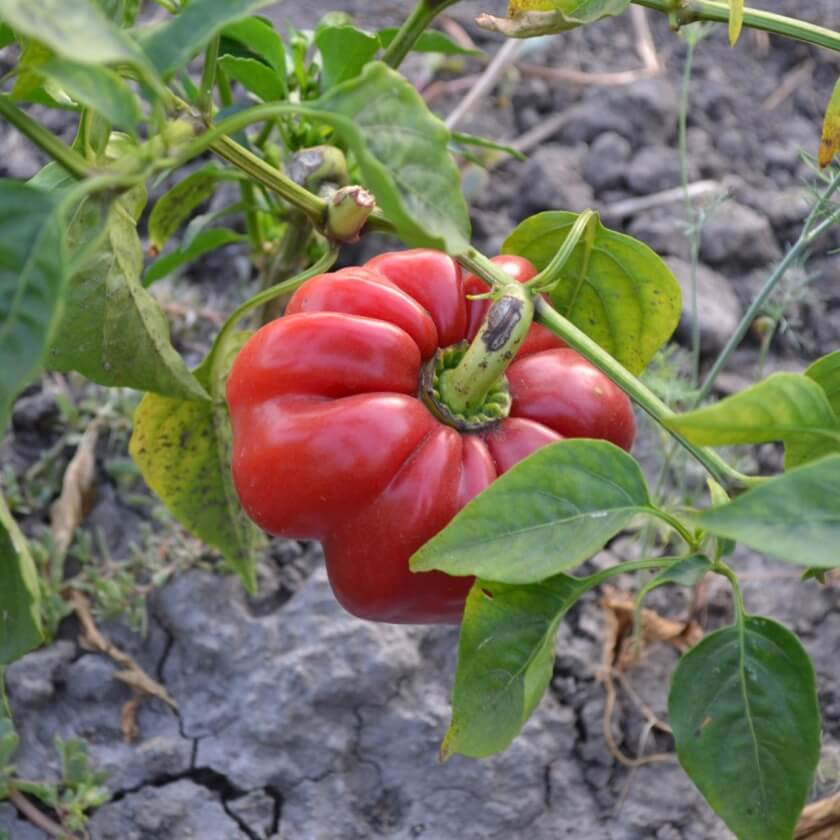 Paprika / Capsicum annuum