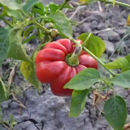 Foto von Paprika (Capsicum annuum)