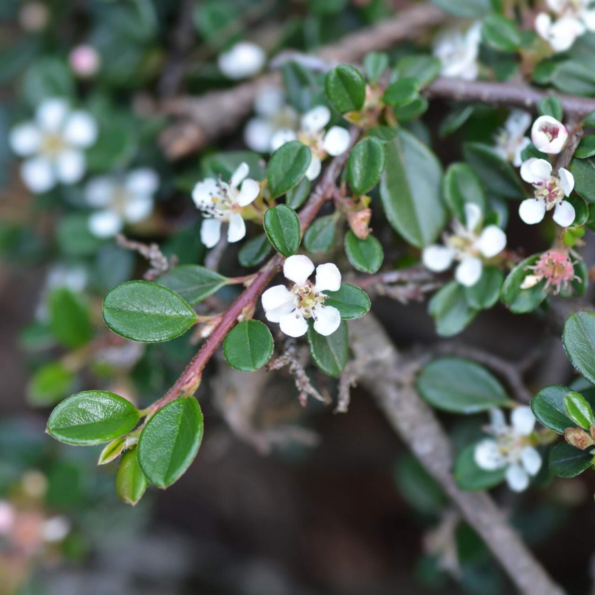 Kleinblättrige Zwergmispel 'Cochleatus' (Cotoneaster microphyllus 'Cochleatus')