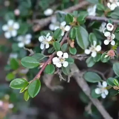 Foto von Kleinblättrige Zwergmispel 'Cochleatus' (Cotoneaster microphyllus 'Cochleatus')