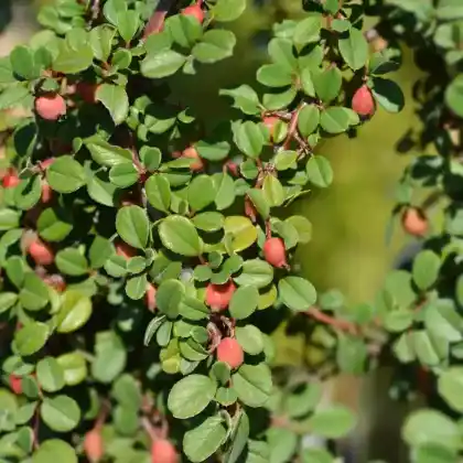 Foto von Kleinblättrige Zwergmispel 'Streibs Findling' (Cotoneaster microphyllus 'Streibs Findling')