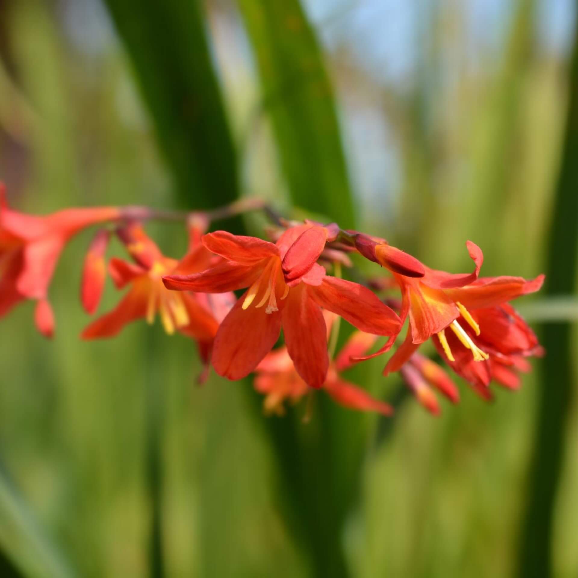 Garten-Montbretie 'Carmine Brilliant' (Crocosmia x crocosmiiflora 'Carmine Brilliant')