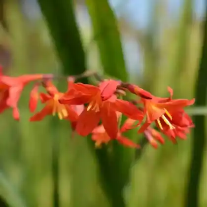 Foto von Garten-Montbretie 'Carmine Brilliant' (Crocosmia x crocosmiiflora 'Carmine Brilliant')
