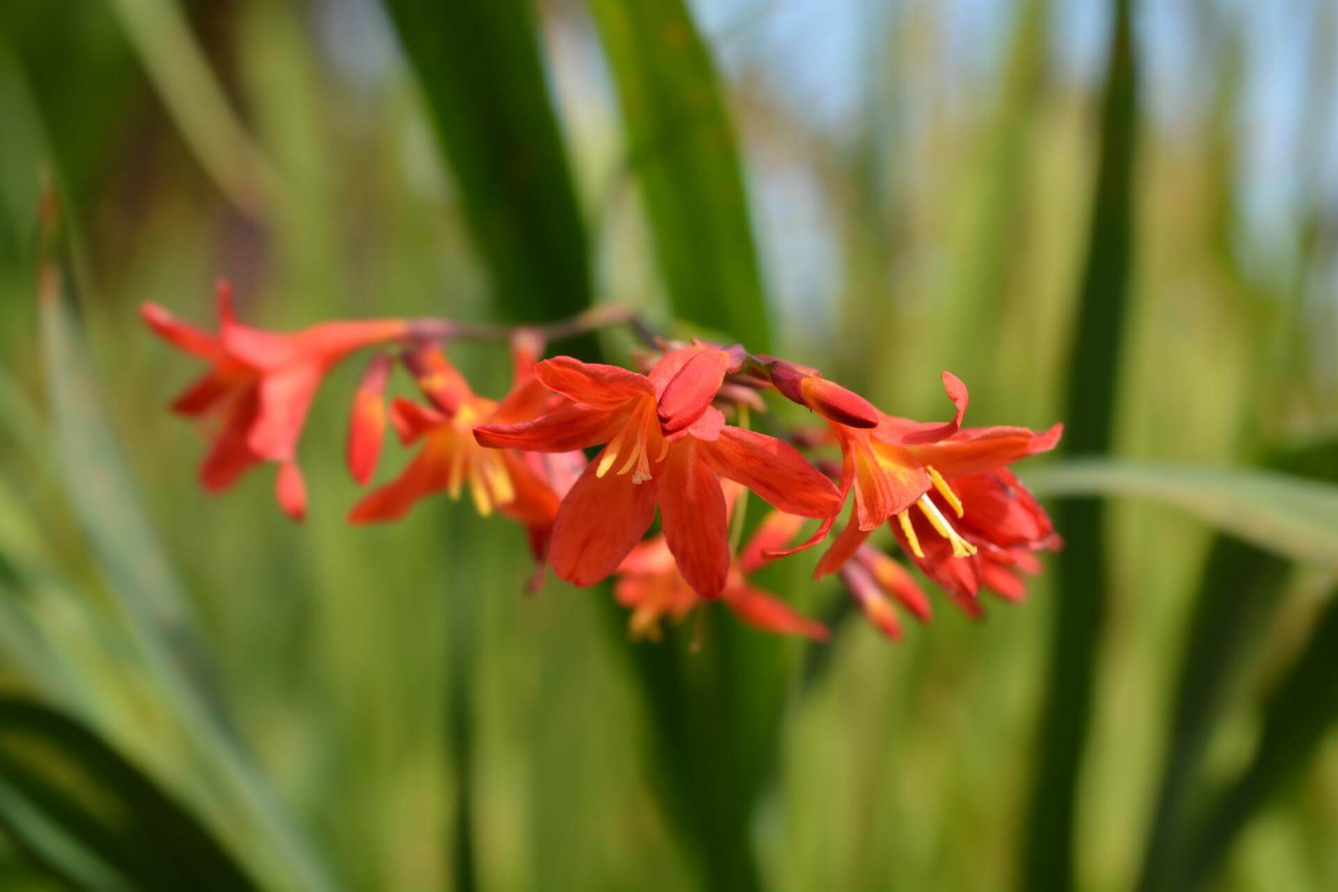GartenMontbretie 'Carmine Brilliant' / Crocosmia x crocosmiiflora