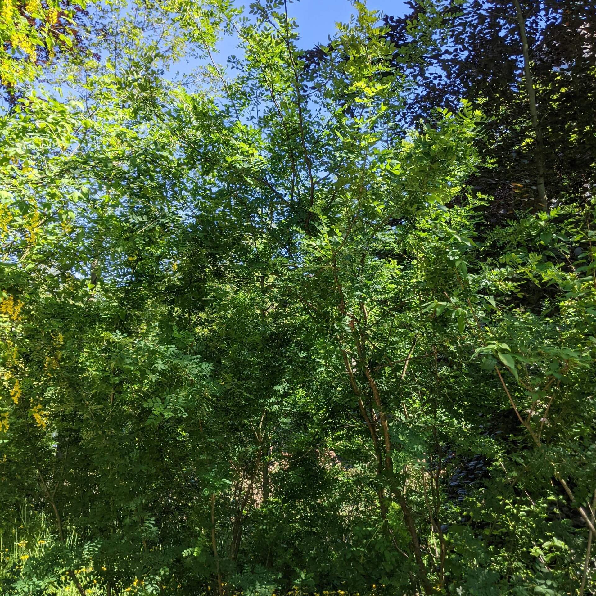 Gewöhnlicher Erbsenstrauch (Caragana arborescens)