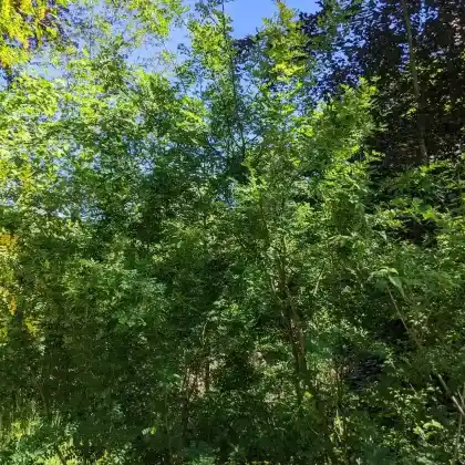 Foto von Gewöhnlicher Erbsenstrauch (Caragana arborescens)