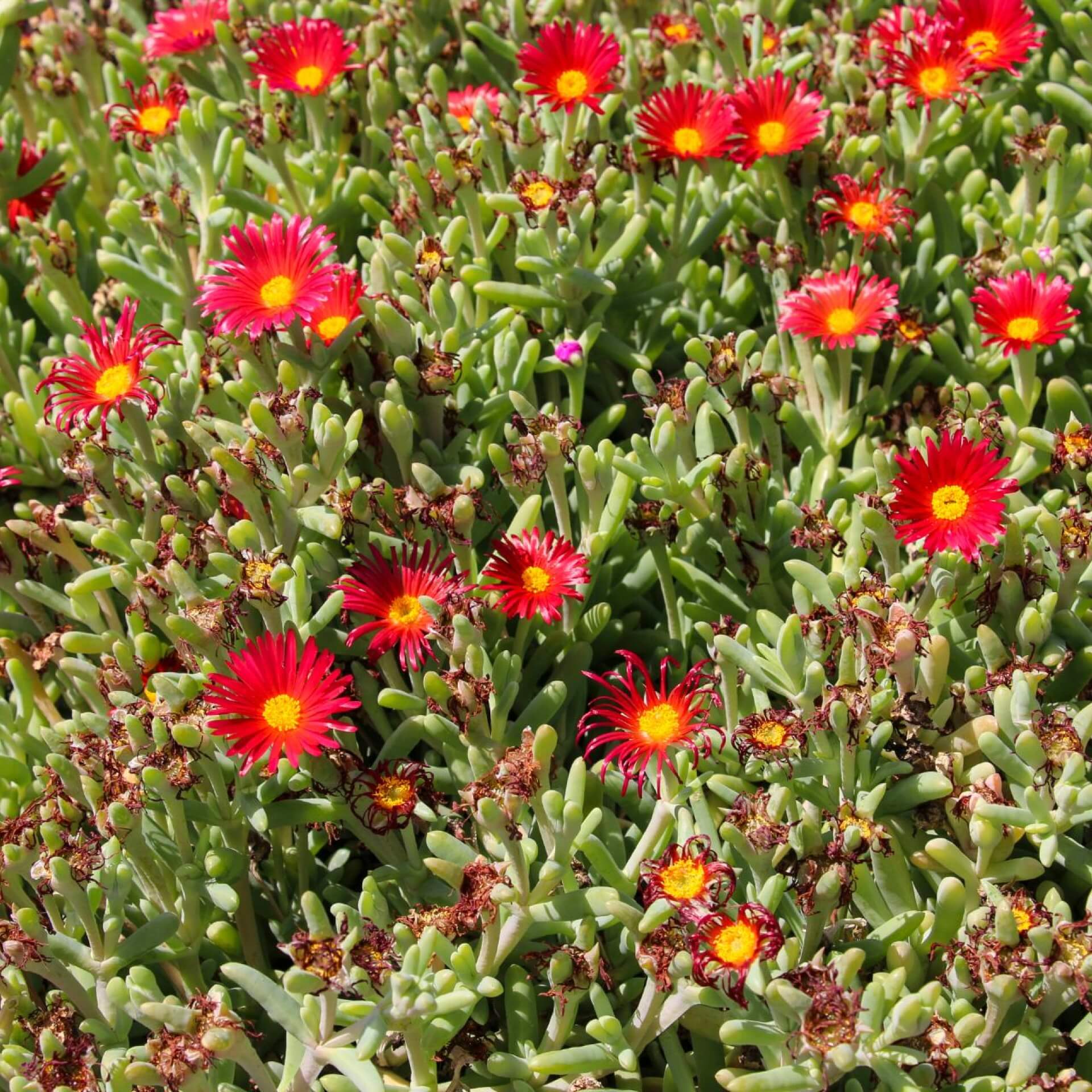 Stauden Mittagsblume 'Jewel of Desert Garnet' (Delosperma cooperi 'Jewel of Desert Garnet')