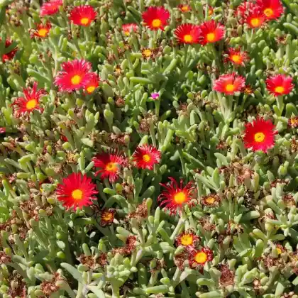 Foto von Stauden Mittagsblume 'Jewel of Desert Garnet' (Delosperma cooperi 'Jewel of Desert Garnet')