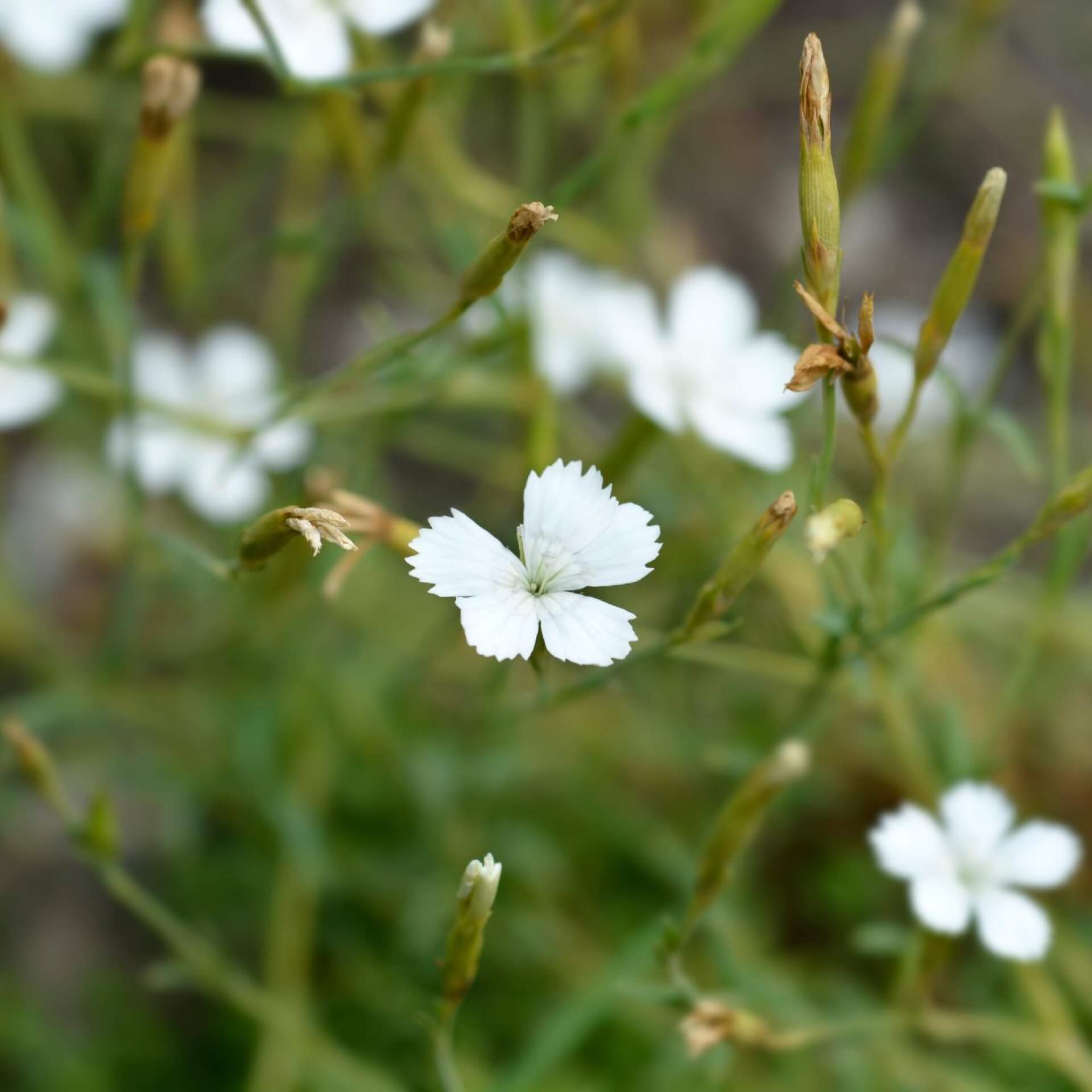 Heide-Nelke 'Albus' (Dianthus deltoides 'Albus')