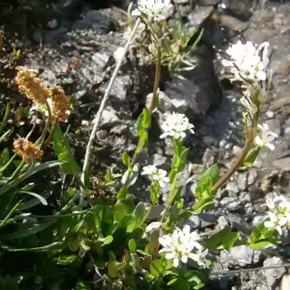 Foto von Alpen-Schaumkraut (Cardamine alpina)