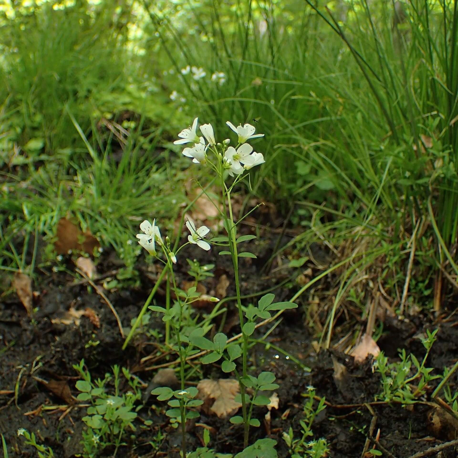 Kressen-Schaumkraut (Cardamine amara)