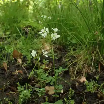 Foto von Kressen-Schaumkraut (Cardamine amara)