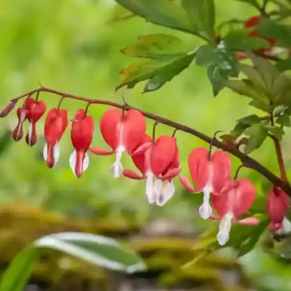 Foto von Tränendes Herz 'Valentine' (Dicentra spectabilis 'Valentine')
