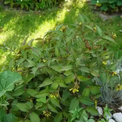 Foto von Amerikanische Weigelie 'Diva' (Diervilla splendens 'Diva')