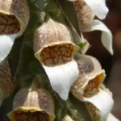 Foto von Rostfarbiger Fingerhut 'Gigantea' (Digitalis ferruginea 'Gigantea')