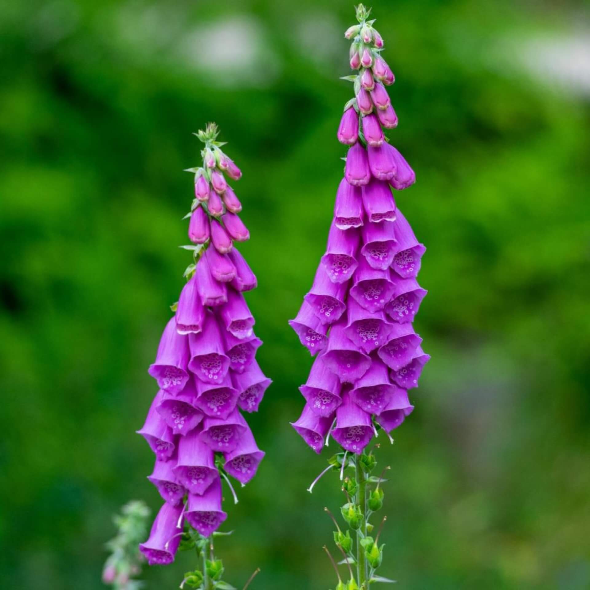 Roter Fingerhut 'Dalmatian Purple' (Digitalis purpurea 'Dalmatian Purple')