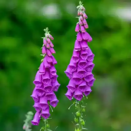 Foto von Roter Fingerhut 'Dalmatian Purple' (Digitalis purpurea 'Dalmatian Purple')