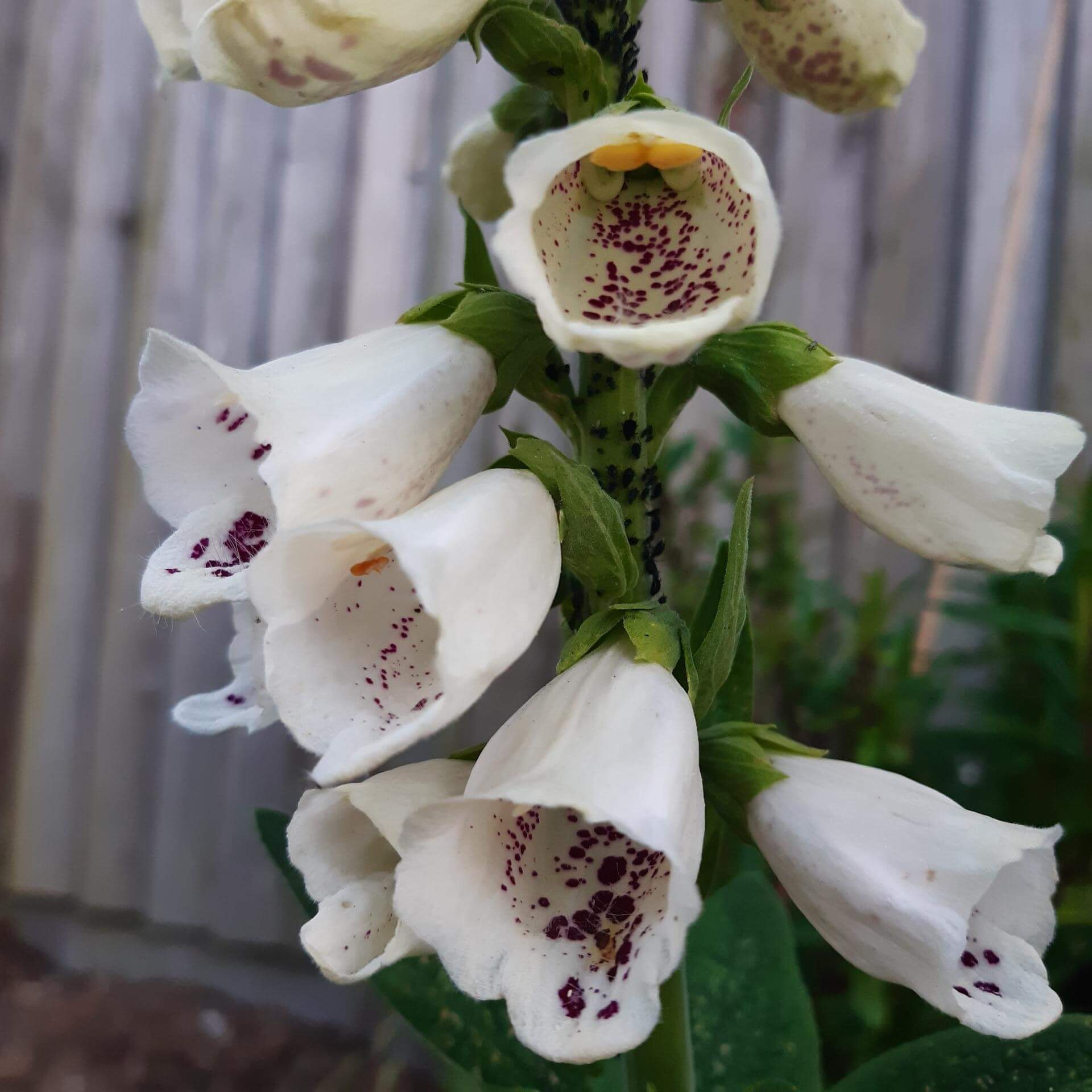 Roter Fingerhut 'Dalmatian White' (Digitalis purpurea 'Dalmatian White')