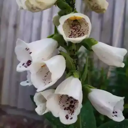 Foto von Roter Fingerhut 'Dalmatian White' (Digitalis purpurea 'Dalmatian White')