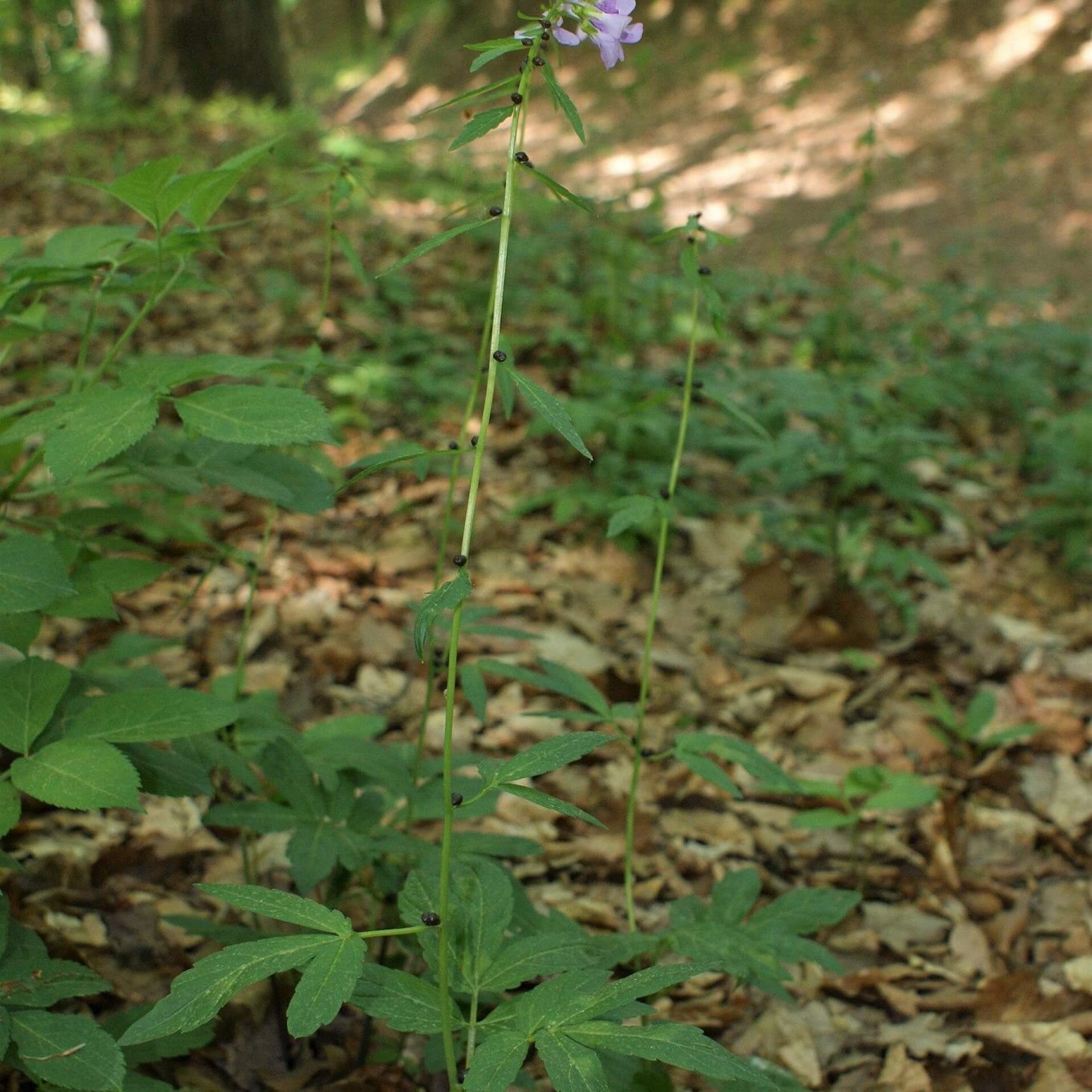 Zwiebel-Schaumkraut (Cardamine bulbifera)