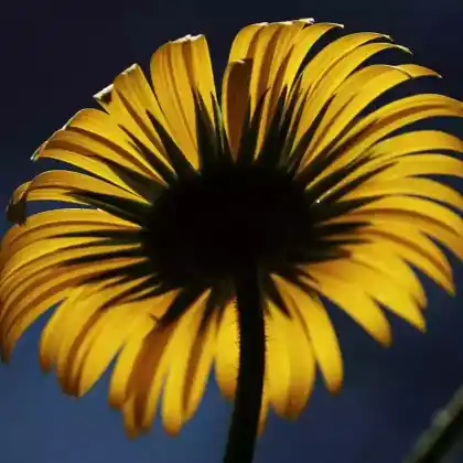 Foto von Kaukasus-Gemswurz 'Little Leo' (Doronicum orientale 'Little Leo')