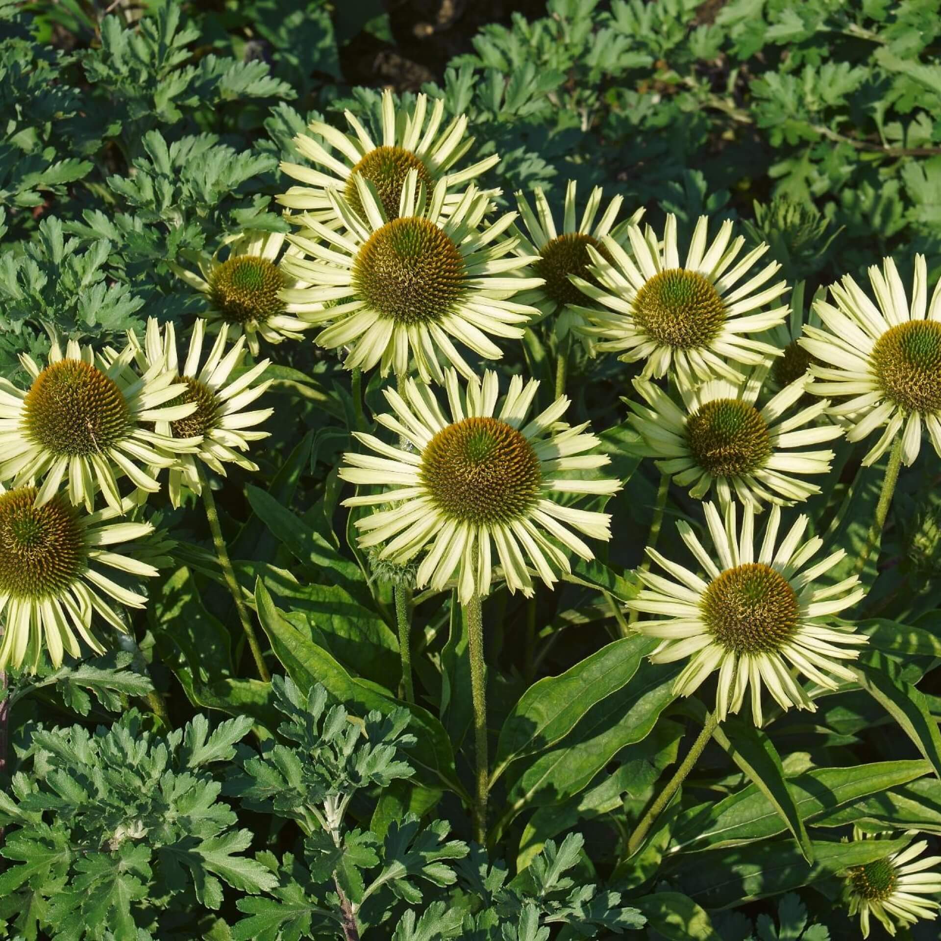 Purpur-Sonnenhut 'Avalanche' (Echinacea purpurea 'Avalanche')