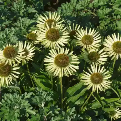 Foto von Purpur-Sonnenhut 'Avalanche' (Echinacea purpurea 'Avalanche')