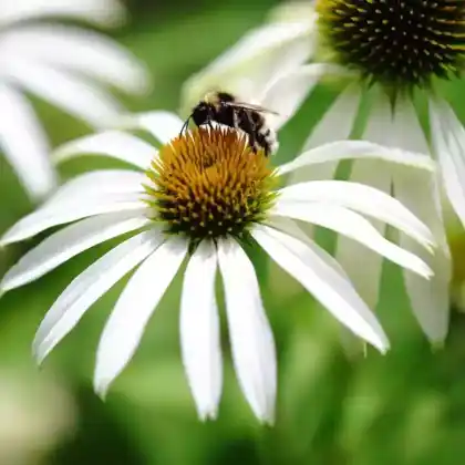 Foto von Purpur-Sonnenhut 'Baby Swan White' (Echinacea purpurea 'Baby Swan White')