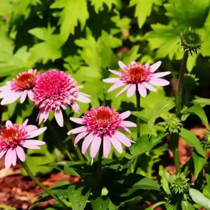 Foto von Purpur-Sonnenhut 'Butterfly Kisses' (Echinacea purpurea 'Butterfly Kisses')
