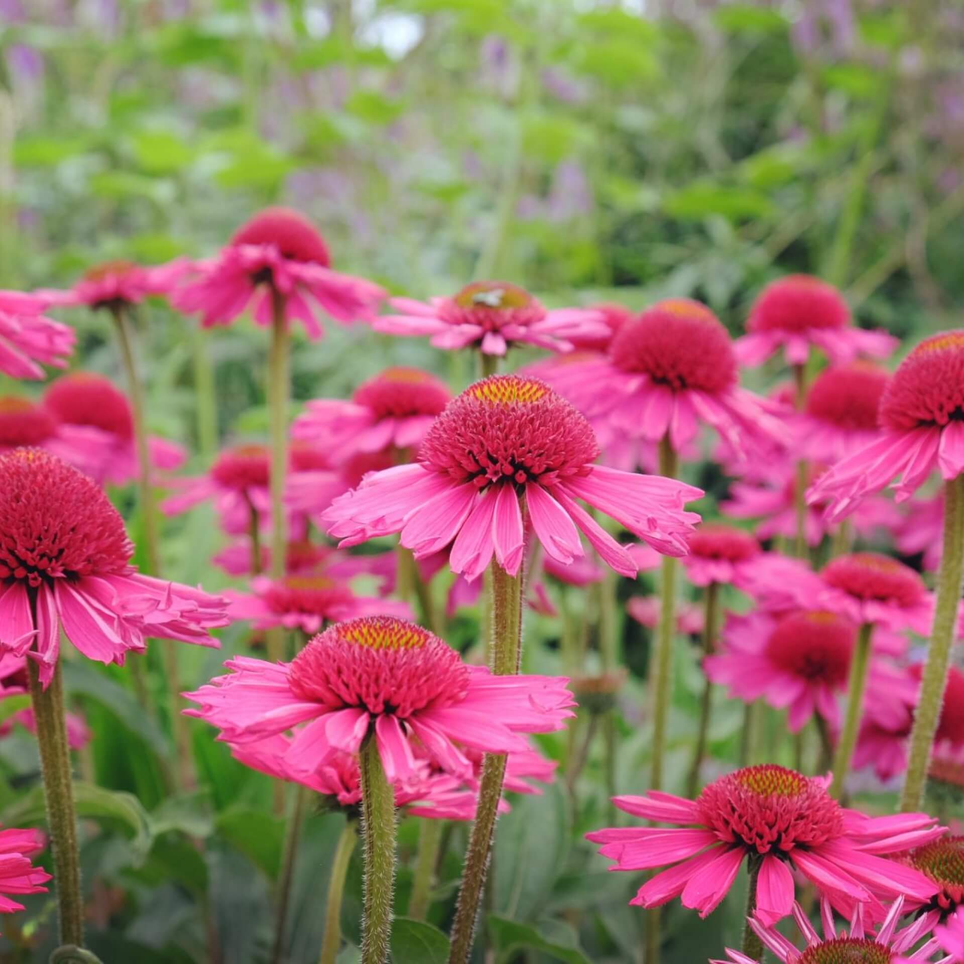 Purpur-Sonnenhut 'Delicious Candy' (Echinacea purpurea 'Delicious Candy')