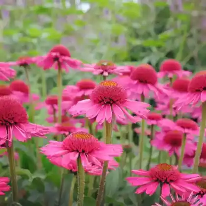Foto von Purpur-Sonnenhut 'Delicious Candy' (Echinacea purpurea 'Delicious Candy')