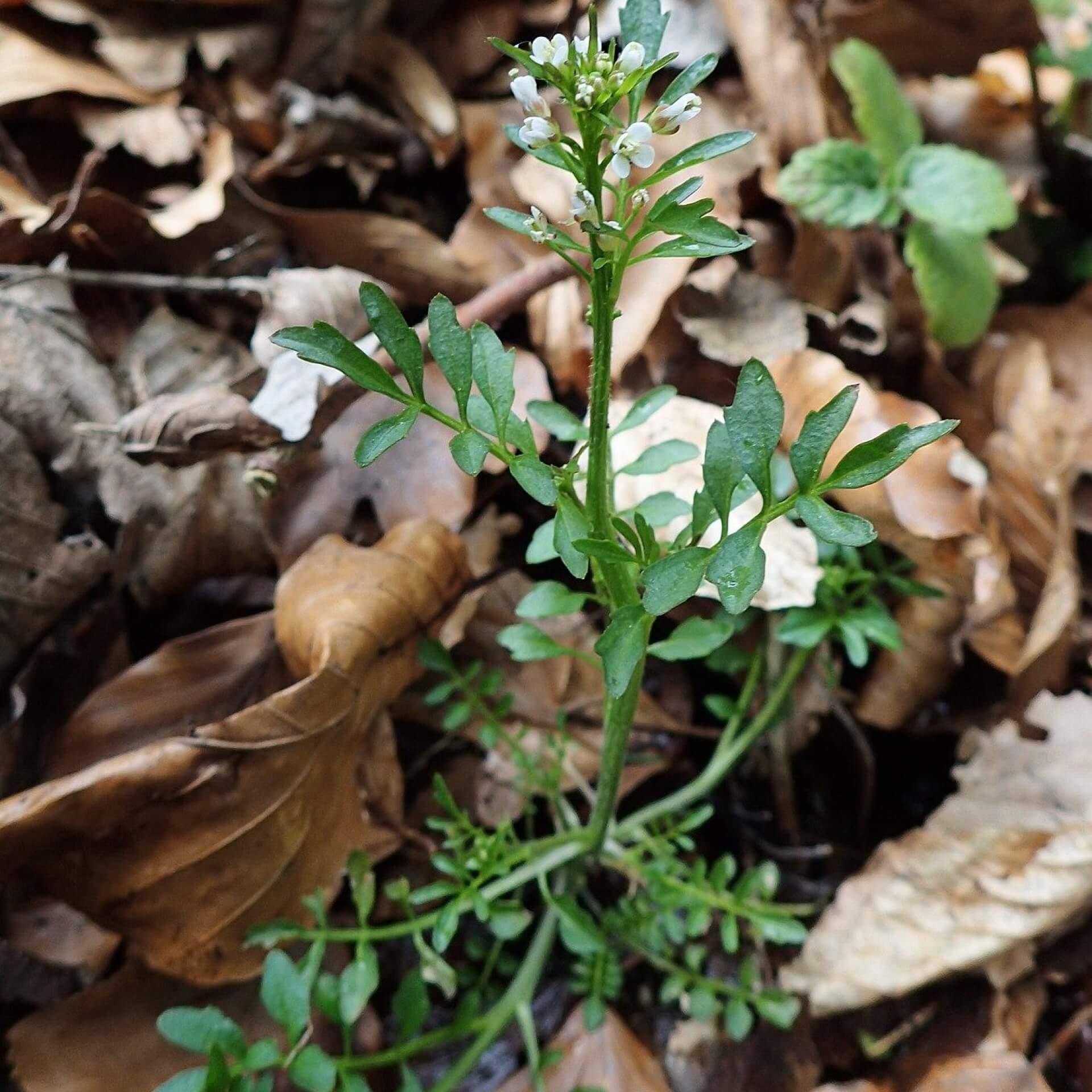 Wald-Schaumkraut (Cardamine flexuosa)