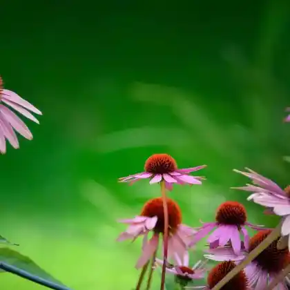 Foto von Purpur-Sonnenhut 'Little Magnus' (Echinacea purpurea 'Little Magnus')