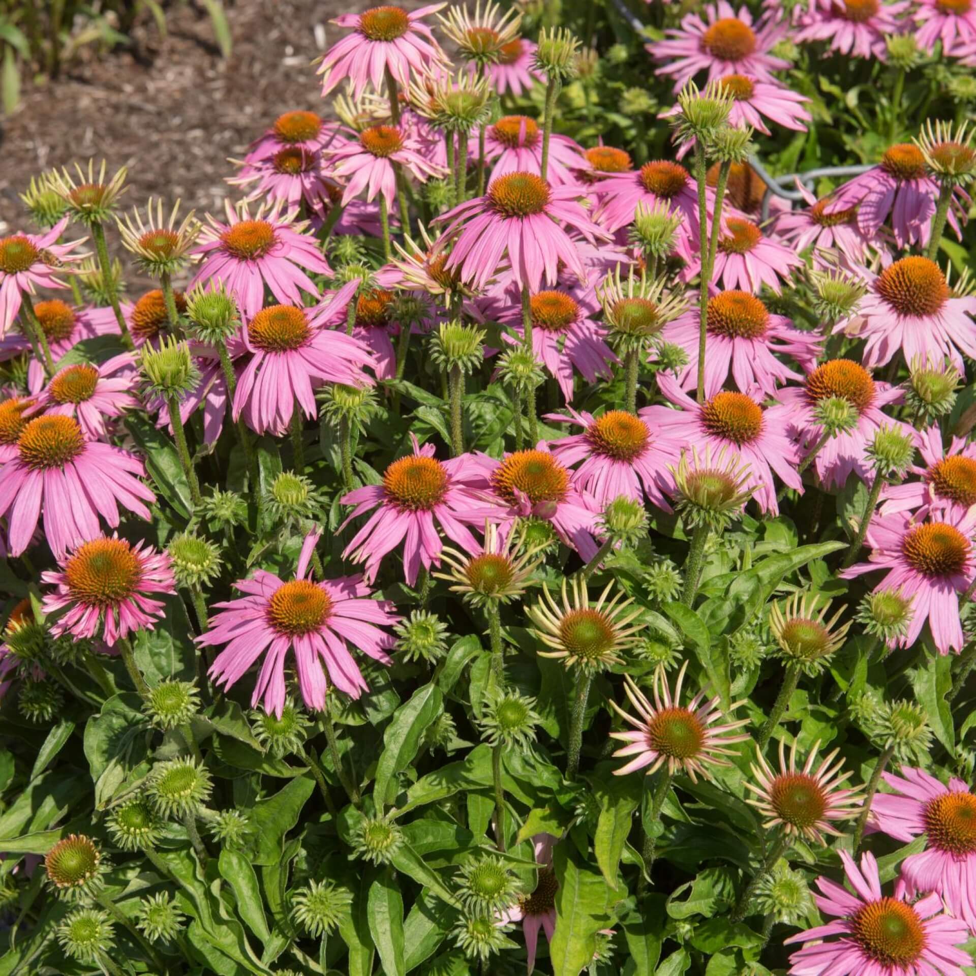 Purpur-Sonnenhut 'Mistral' (Echinacea purpurea 'Mistral')