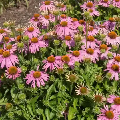 Foto von Purpur-Sonnenhut 'Mistral' (Echinacea purpurea 'Mistral')