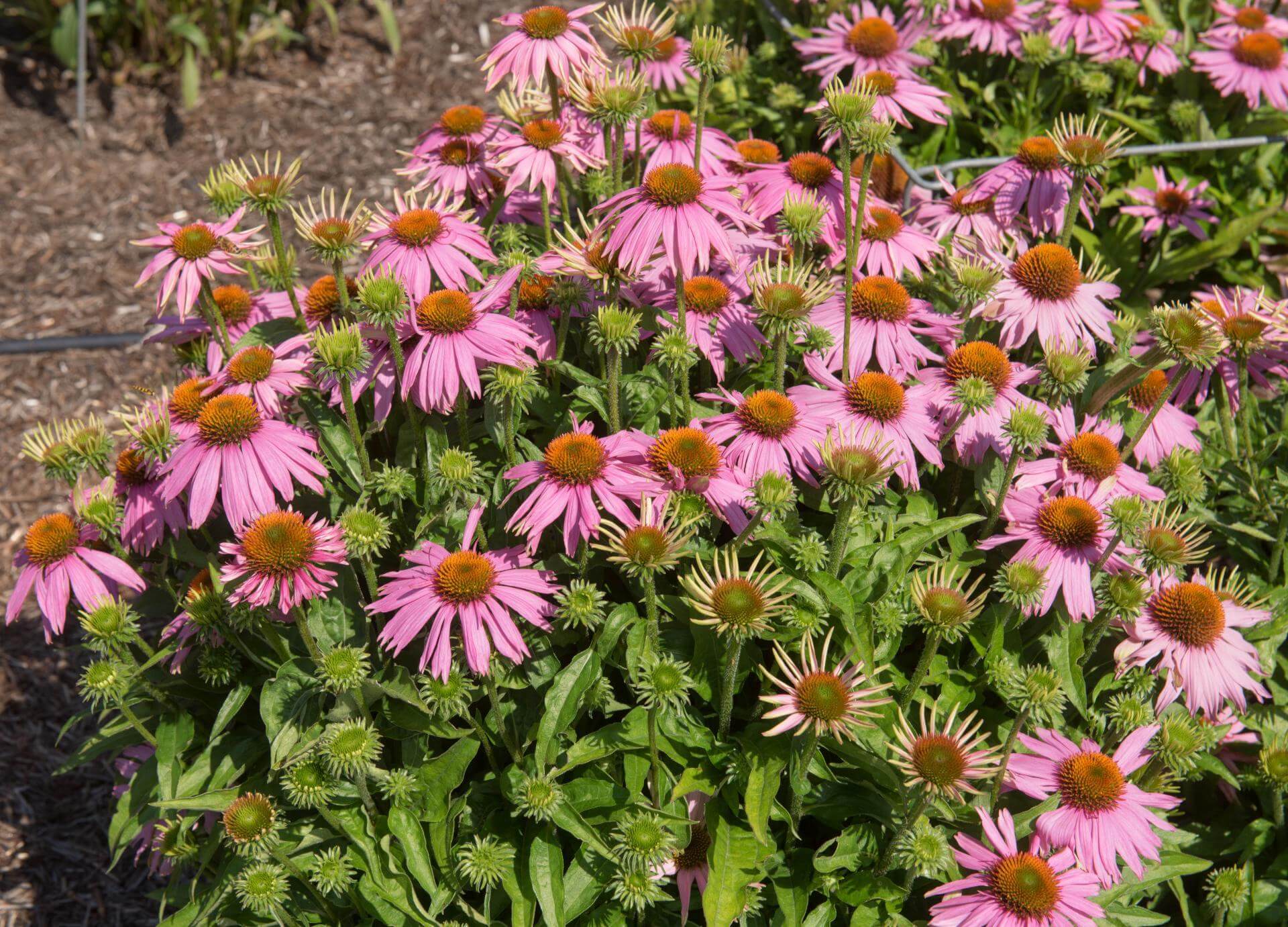 PurpurSonnenhut 'Mistral' / Echinacea purpurea 'Mistral'
