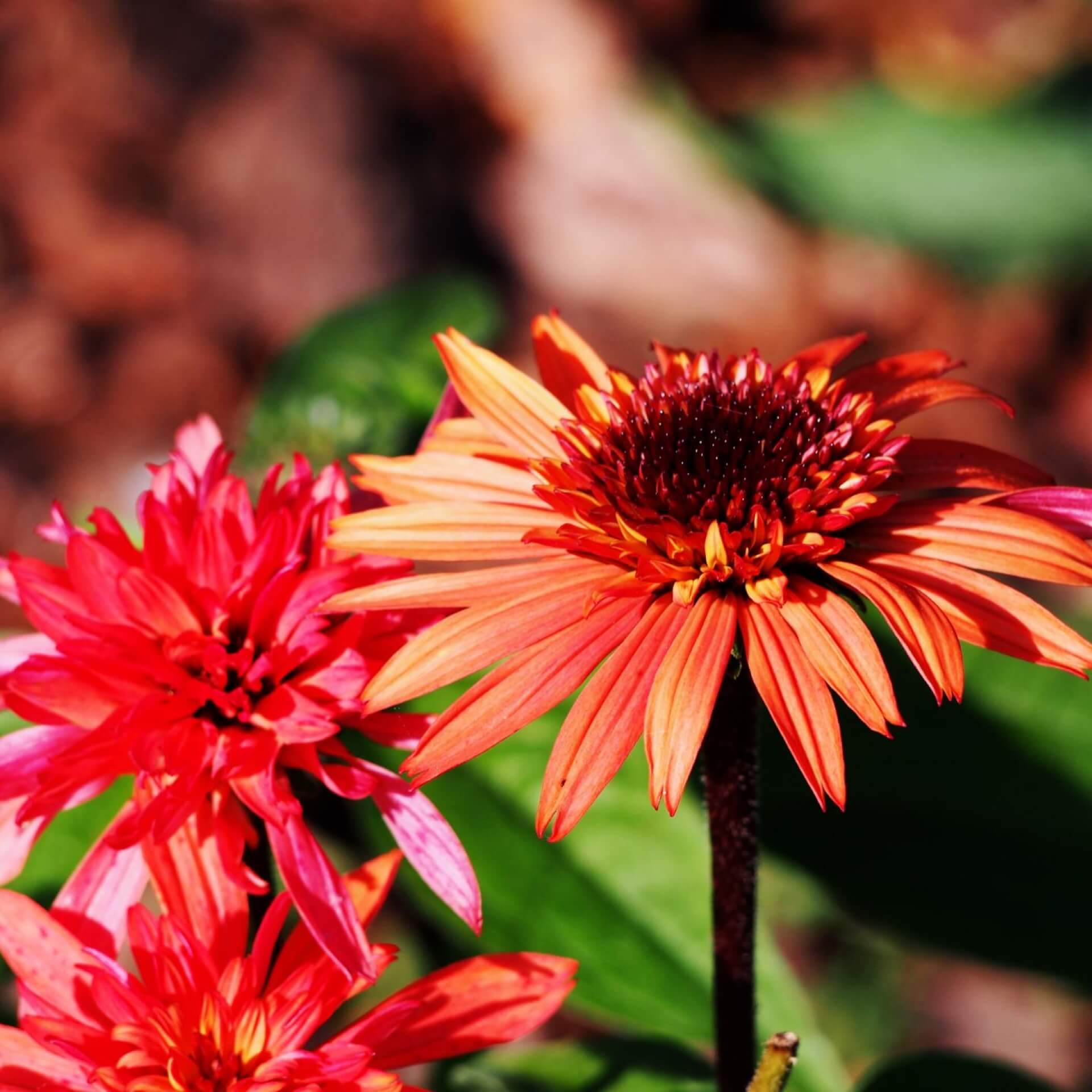 Purpur-Sonnenhut 'Secret Passion' (Echinacea purpurea 'Secret Passion')