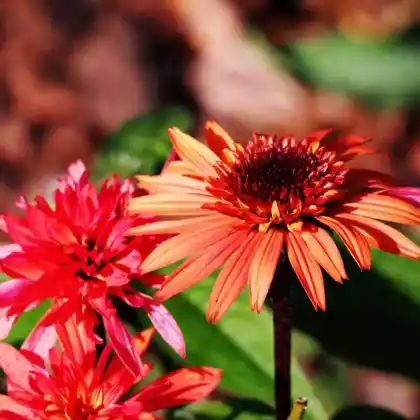 Foto von Purpur-Sonnenhut 'Secret Passion' (Echinacea purpurea 'Secret Passion')