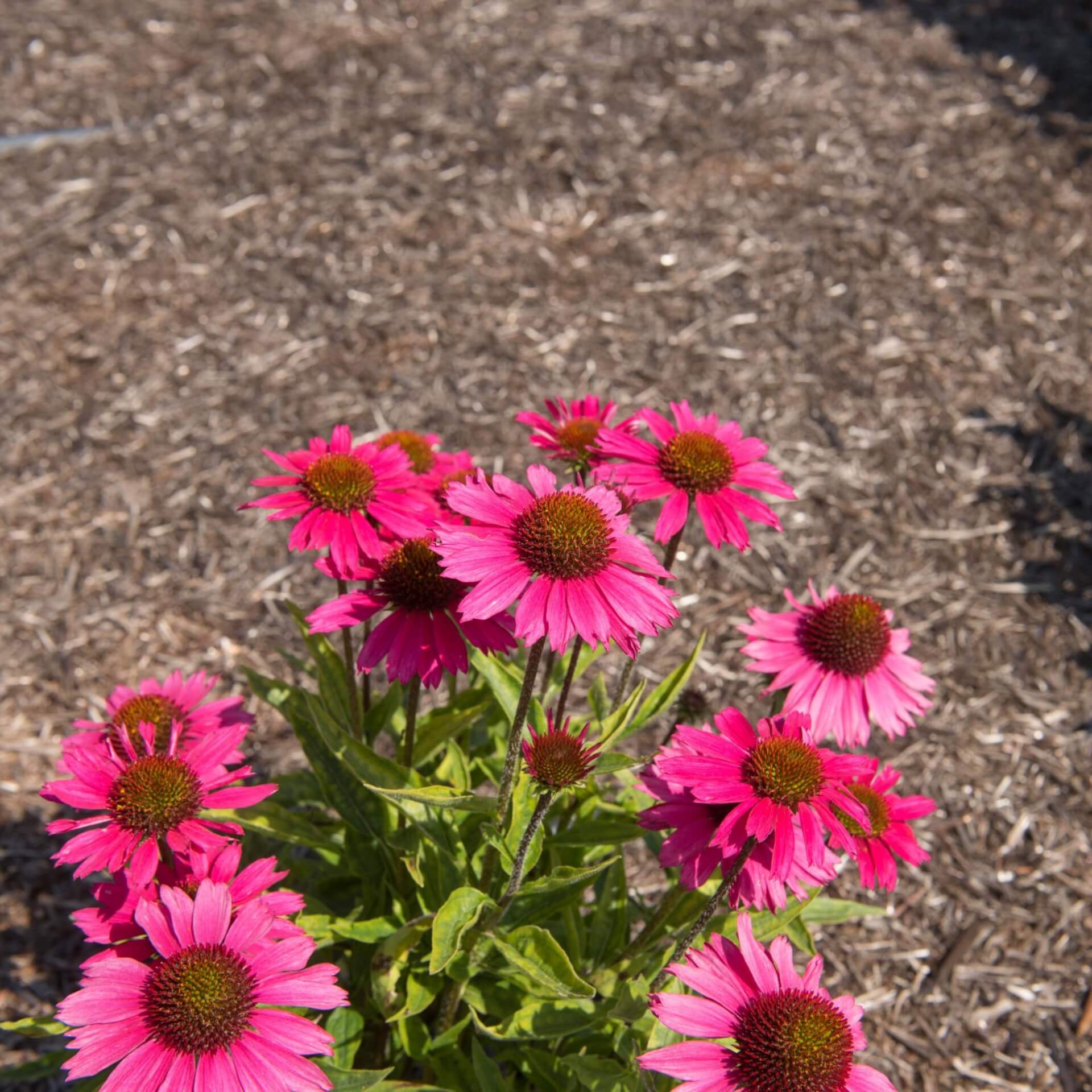 Purpur-Sonnenhut 'Sensation Pink' (Echinacea purpurea 'Sensation Pink')