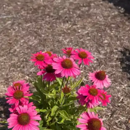 Foto von Purpur-Sonnenhut 'Sensation Pink' (Echinacea purpurea 'Sensation Pink')