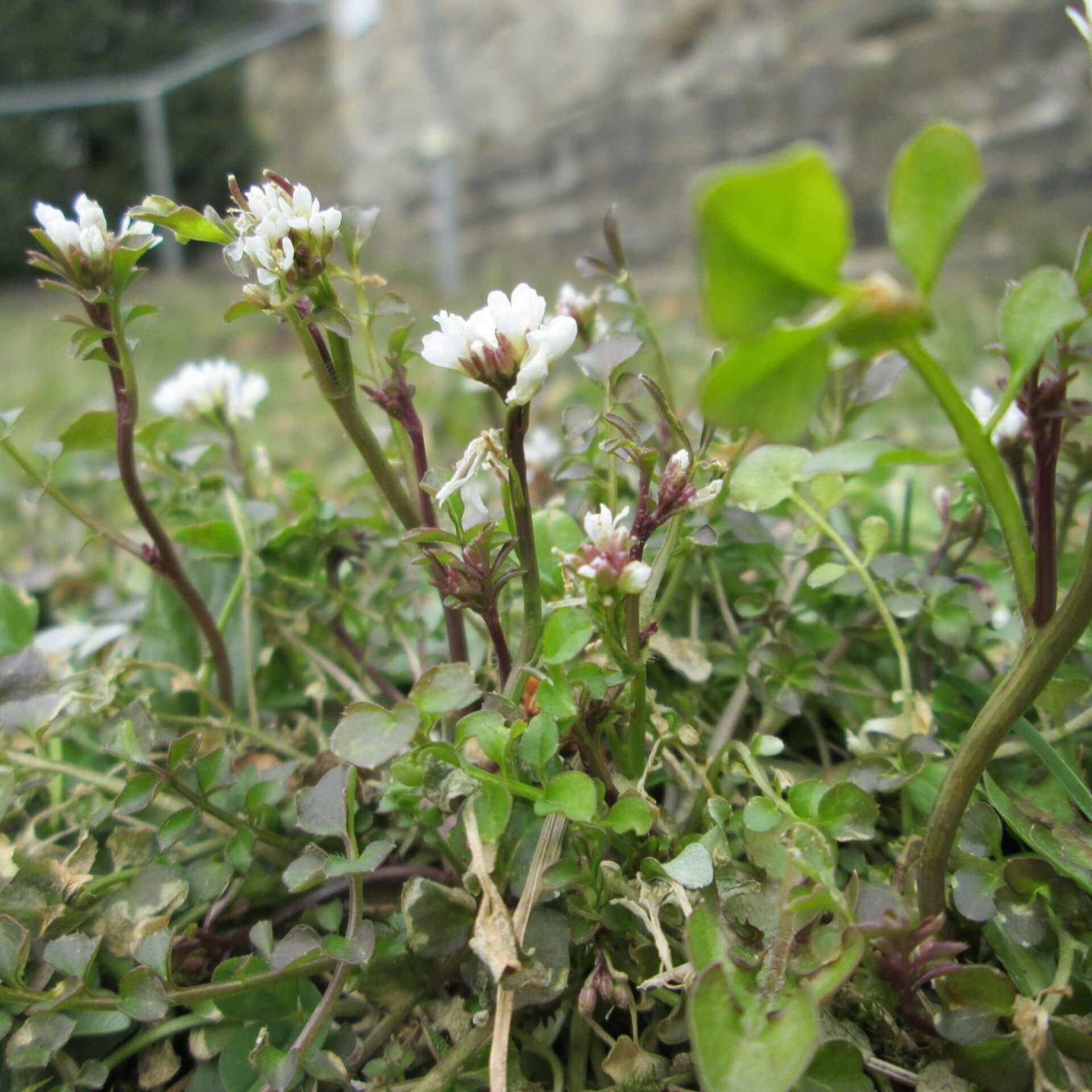 Behaartes Schaumkraut (Cardamine hirsuta)