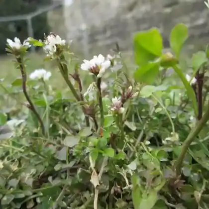 Foto von Behaartes Schaumkraut (Cardamine hirsuta)