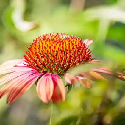 Foto von Purpur-Sonnenhut 'Sundown' (Echinacea purpurea 'Sundown')