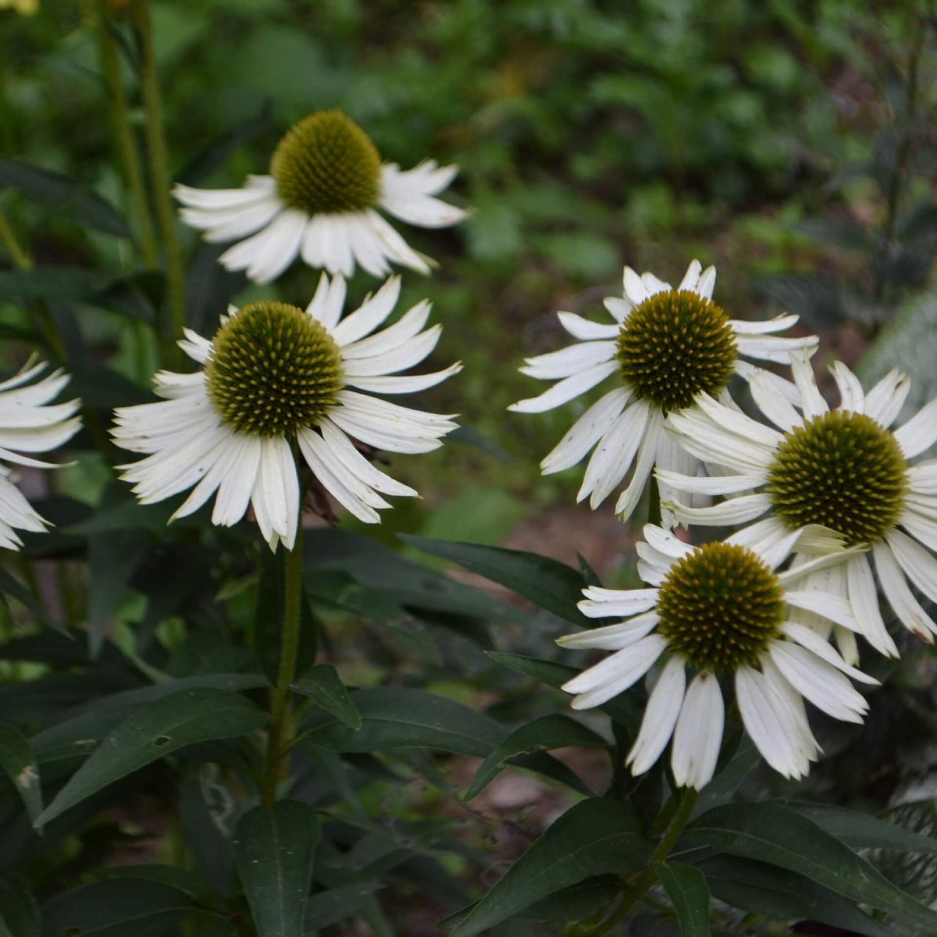 Purpur-Sonnenhut 'White Meditation' (Echinacea purpurea 'White Meditation')